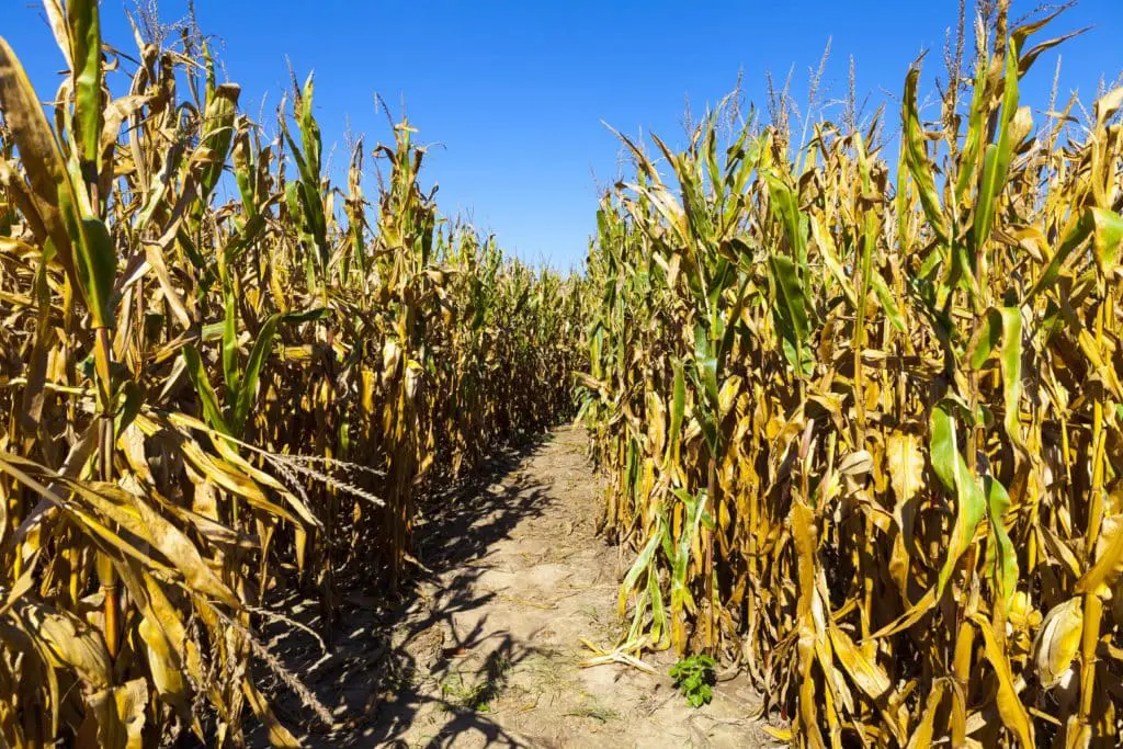 A corn field at Seyfert's Corn Maze in Lebanon County.