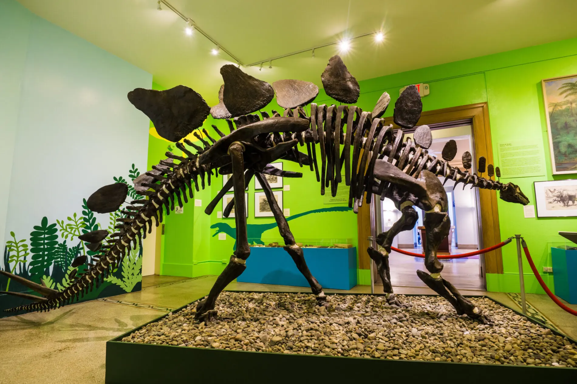 A skeletal dinosaur at Everhart Museum in Lackawanna County.