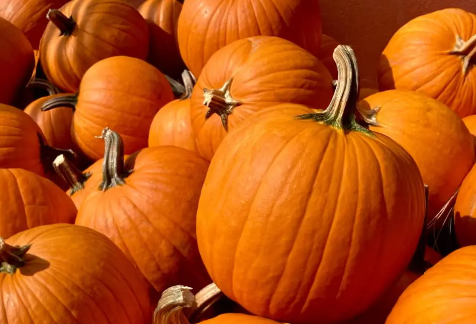A several pumpkins.